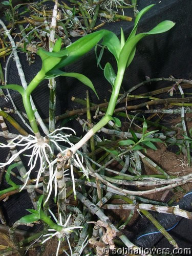 ORCHID KEIKI - Buy Orchids In India - Indian Orchids - SOBHA ORCHIDS ...